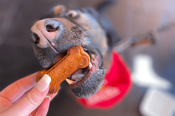 Dog being teased with a biscuit