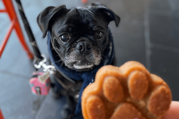 Dog getting a cookie